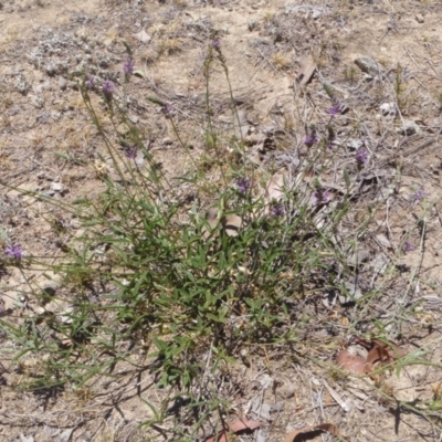 Cullen tenax (Tough Scurf-Pea) at Googong, NSW - 26 Nov 2019 by gregbaines