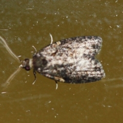 Tortricinae (subfamily) (A tortrix moth) at Tathra Public School - 1 Dec 2019 by Advance