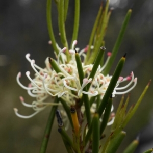 Hakea microcarpa at Tennent, ACT - 1 Dec 2019 12:23 PM