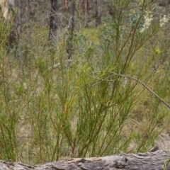 Hakea microcarpa at Tennent, ACT - 1 Dec 2019 12:23 PM