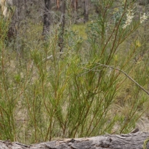 Hakea microcarpa at Tennent, ACT - 1 Dec 2019