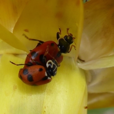 Hippodamia variegata (Spotted Amber Ladybird) at ANBG - 1 Dec 2019 by Christine