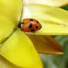 Hippodamia variegata at Acton, ACT - 1 Dec 2019