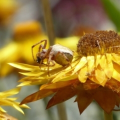 Araneidae (family) at Acton, ACT - 1 Dec 2019