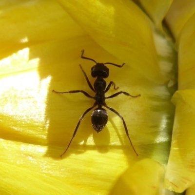 Notoncus gilberti (Smooth Epaulet Ant) at Acton, ACT - 1 Dec 2019 by Christine