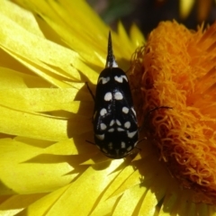 Mordella dumbrelli (Dumbrell's Pintail Beetle) at Acton, ACT - 1 Dec 2019 by Christine