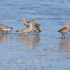 Limosa lapponica (Bar-tailed Godwit) at Culburra Beach, NSW - 10 Nov 2019 by Charles Dove