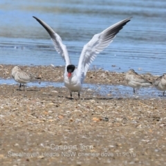 Hydroprogne caspia (Caspian Tern) at Culburra Beach, NSW - 11 Nov 2019 by CharlesDove