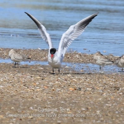 Hydroprogne caspia (Caspian Tern) at Culburra Beach, NSW - 10 Nov 2019 by Charles Dove