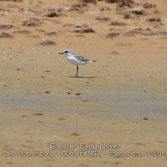 Anarhynchus leschenaultii (Greater Sand-Plover) at Culburra Beach, NSW - 10 Nov 2019 by Charles Dove