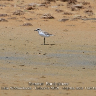 Anarhynchus leschenaultii (Greater Sand-Plover) at Culburra Beach, NSW - 10 Nov 2019 by Charles Dove