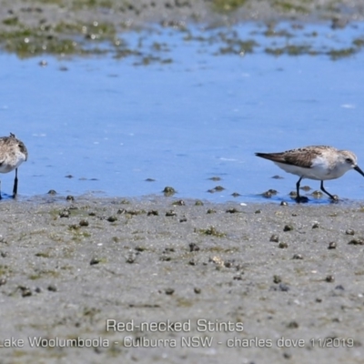 Calidris ruficollis (Red-necked Stint) at Kinghorne, NSW - 10 Nov 2019 by Charles Dove