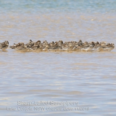 Calidris acuminata (Sharp-tailed Sandpiper) at Cunjurong Point, NSW - 9 Nov 2019 by Charles Dove