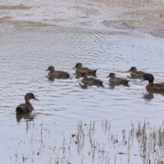 Anas castanea (Chestnut Teal) at Bega, NSW - 2 Dec 2019 by MatthewHiggins