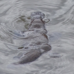 Ornithorhynchus anatinus (Platypus) at Bega, NSW - 2 Dec 2019 by MatthewHiggins