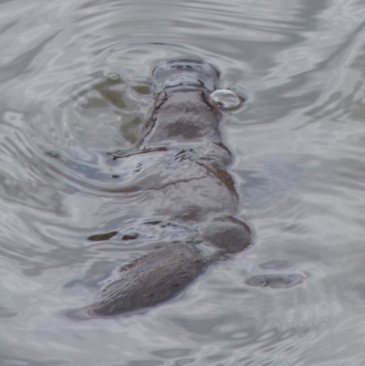 Ornithorhynchus anatinus (Platypus) at Bega, NSW - 2 Dec 2019 by MatthewHiggins