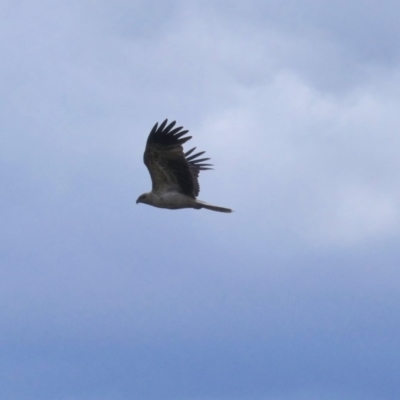 Haliastur sphenurus (Whistling Kite) at Bega, NSW - 2 Dec 2019 by MatthewHiggins