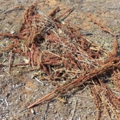 Rumex crispus (Curled Dock) at Watson, ACT - 28 Nov 2019 by waltraud