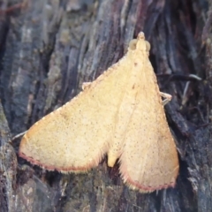 Endotricha ignealis (A Pyralid moth (Endotrichinae)) at Acton, ACT - 30 Nov 2019 by Christine