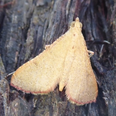 Endotricha ignealis (A Pyralid moth (Endotrichinae)) at Acton, ACT - 1 Dec 2019 by Christine