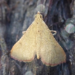 Endotricha ignealis at Acton, ACT - 1 Dec 2019