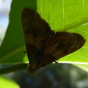 Endotricha ignealis at Acton, ACT - 1 Dec 2019 09:57 AM