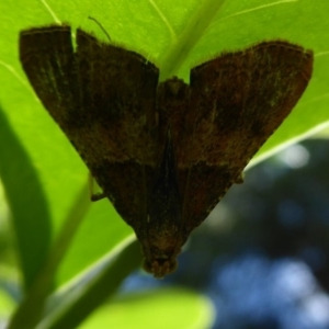 Endotricha ignealis at Acton, ACT - 1 Dec 2019