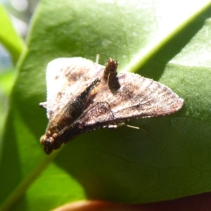 Endotricha ignealis at Acton, ACT - 1 Dec 2019 09:57 AM