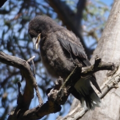 Strepera graculina (Pied Currawong) at Acton, ACT - 30 Nov 2019 by Christine