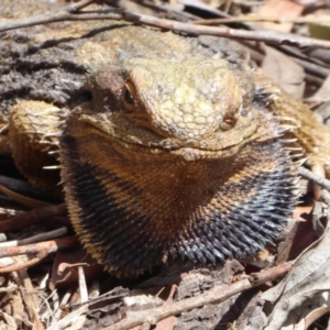 Pogona barbata at Hackett, ACT - suppressed