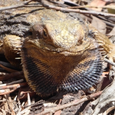 Pogona barbata (Eastern Bearded Dragon) at Hackett, ACT - 1 Dec 2019 by Christine