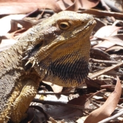 Pogona barbata at Hackett, ACT - suppressed