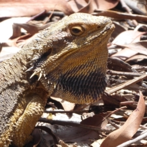 Pogona barbata at Hackett, ACT - suppressed