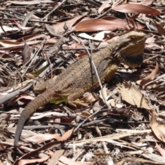 Pogona barbata at Hackett, ACT - 1 Dec 2019