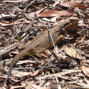 Pogona barbata at Hackett, ACT - suppressed