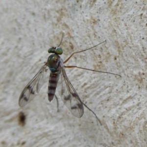 Heteropsilopus sp. (genus) at Hackett, ACT - 1 Dec 2019