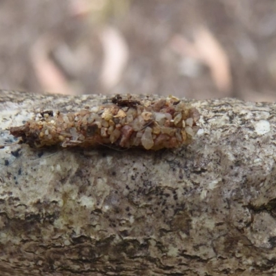 Psychidae (family) IMMATURE (Unidentified case moth or bagworm) at Flynn, ACT - 1 Dec 2019 by Christine