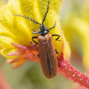 Porrostoma sp. (genus) at Acton, ACT - 27 Nov 2019