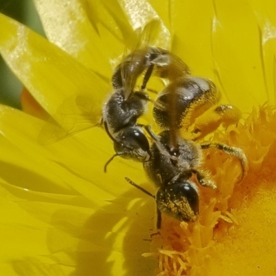 Lasioglossum (Chilalictus) sp. (genus & subgenus) (Halictid bee) at Acton, ACT - 27 Nov 2019 by WHall