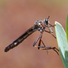 Neosaropogon sp. (genus) (A robber fly) at Acton, ACT - 29 Nov 2019 by WHall