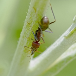 Iridomyrmex purpureus at Acton, ACT - 29 Nov 2019