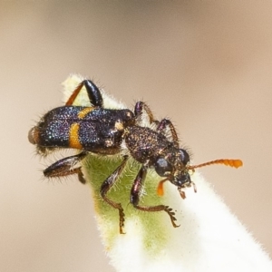 Eleale pulchra at Acton, ACT - 29 Nov 2019