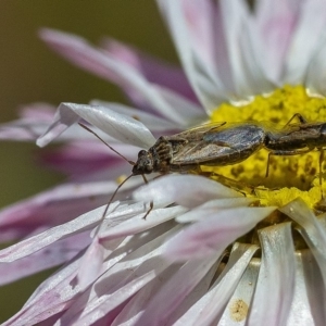 Nysius vinitor at Acton, ACT - 29 Nov 2019 12:02 PM