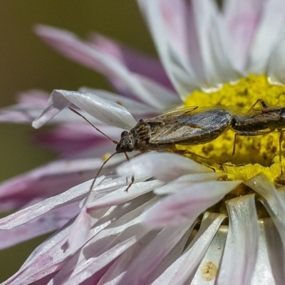 Nysius vinitor (Rutherglen bug) at Acton, ACT - 29 Nov 2019 by WHall