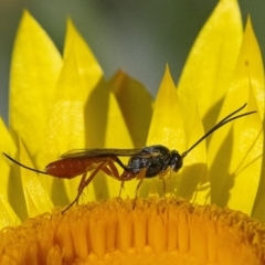 Ichneumonoidea (Superfamily) (A species of parasitic wasp) at Acton, ACT - 24 Nov 2019 by WHall