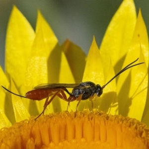 Ichneumonoidea (Superfamily) at Acton, ACT - 25 Nov 2019 08:06 AM