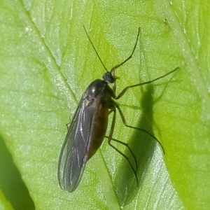 Cecidomyiidae (family) at Acton, ACT - 25 Nov 2019 08:37 AM