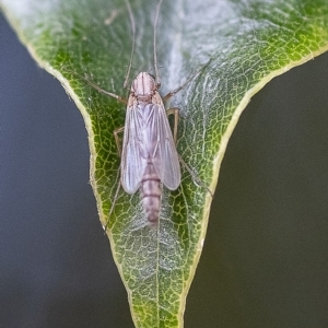 Chironomidae (family) at Acton, ACT - 25 Nov 2019 08:57 AM