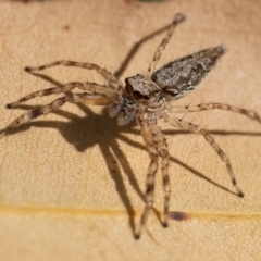 Helpis minitabunda (Threatening jumping spider) at ANBG - 24 Nov 2019 by WHall