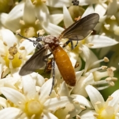 Bibio imitator (Garden maggot) at Acton, ACT - 25 Nov 2019 by WHall